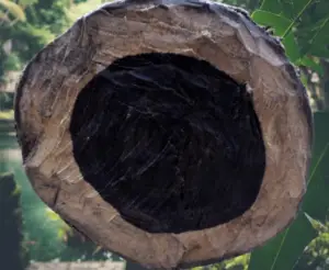 Grenadilla Wood or African Blackwood closeup